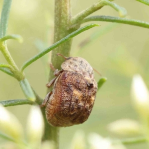 Cadmus (Lachnabothra) subgenus at O'Connor, ACT - 13 Feb 2023