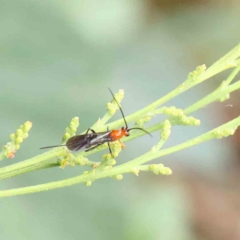 Braconidae (family) (Unidentified braconid wasp) at Dryandra St Woodland - 13 Feb 2023 by ConBoekel