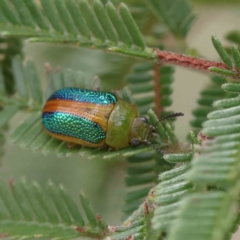 Calomela parilis (Leaf beetle) at Dryandra St Woodland - 13 Feb 2023 by ConBoekel