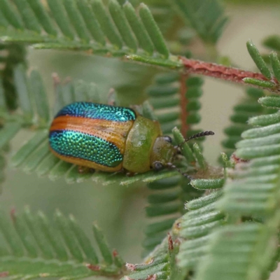 Calomela parilis (Leaf beetle) at O'Connor, ACT - 13 Feb 2023 by ConBoekel