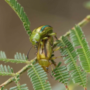 Calomela juncta at O'Connor, ACT - 13 Feb 2023 02:22 PM