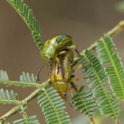 Calomela juncta (Leaf beetle) at Dryandra St Woodland - 13 Feb 2023 by ConBoekel