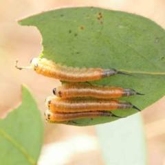 Lophyrotoma interrupta (Cattle Poisoning Sawfly) at Dryandra St Woodland - 13 Feb 2023 by ConBoekel