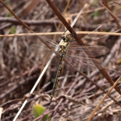 Hemicordulia tau (Tau Emerald) at Dryandra St Woodland - 13 Feb 2023 by ConBoekel