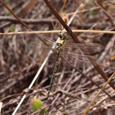 Hemicordulia tau (Tau Emerald) at Dryandra St Woodland - 13 Feb 2023 by ConBoekel