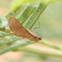 Endotricha pyrosalis (A Pyralid moth) at Dryandra St Woodland - 13 Feb 2023 by ConBoekel