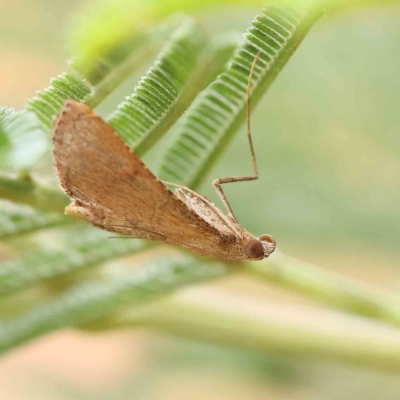 Endotricha pyrosalis (A Pyralid moth) at Dryandra St Woodland - 13 Feb 2023 by ConBoekel