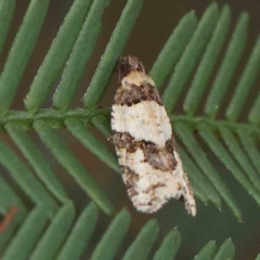 Clarana clarana (A Tortricid moth) at O'Connor, ACT - 13 Feb 2023 by ConBoekel