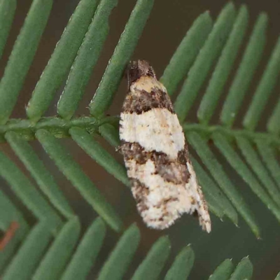 Clarana clarana (A Tortricid moth) at Dryandra St Woodland - 13 Feb 2023 by ConBoekel