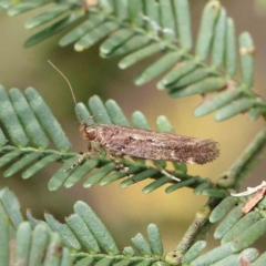 Macrobathra nephelomorpha (A curved-horn moth) at Dryandra St Woodland - 13 Feb 2023 by ConBoekel