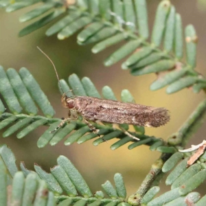 Macrobathra nephelomorpha at O'Connor, ACT - 13 Feb 2023