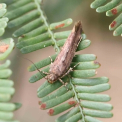 Macrobathra nephelomorpha at O'Connor, ACT - 13 Feb 2023