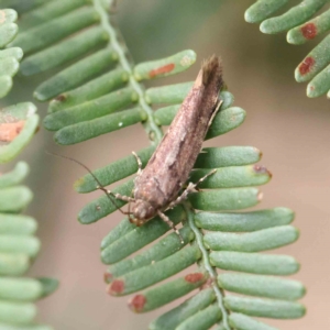 Macrobathra nephelomorpha at O'Connor, ACT - 13 Feb 2023