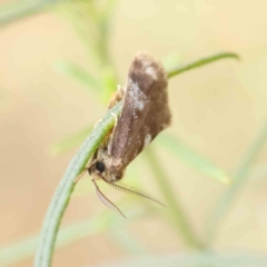 Anestia (genus) (A tiger moth) at O'Connor, ACT - 13 Feb 2023 by ConBoekel