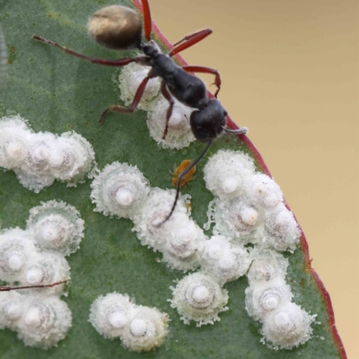 Glycaspis sp. (genus) (Unidentified sugary lerp) at O'Connor, ACT - 13 Feb 2023 by ConBoekel