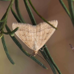 Scopula rubraria (Reddish Wave, Plantain Moth) at Dryandra St Woodland - 13 Feb 2023 by ConBoekel