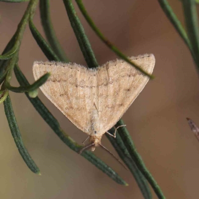 Scopula rubraria (Reddish Wave, Plantain Moth) at Dryandra St Woodland - 13 Feb 2023 by ConBoekel