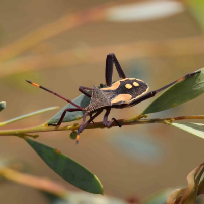 Mictis profana (Crusader Bug) at Dryandra St Woodland - 13 Feb 2023 by ConBoekel