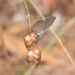 Zizina otis (Common Grass-Blue) at Dryandra St Woodland - 13 Feb 2023 by ConBoekel