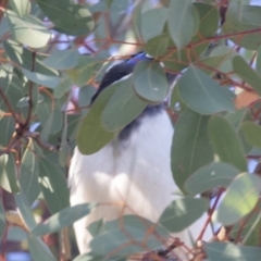 Entomyzon cyanotis (Blue-faced Honeyeater) at Red Hill, ACT - 9 Apr 2023 by rawshorty