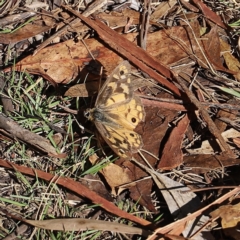 Heteronympha penelope (Shouldered Brown) at Mount Clear, ACT - 9 Apr 2023 by JimL