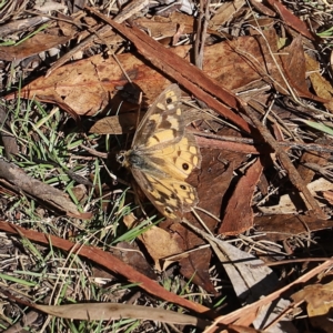 Heteronympha penelope at Mount Clear, ACT - 9 Apr 2023
