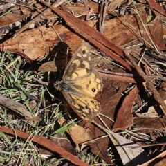 Heteronympha penelope at Mount Clear, ACT - 9 Apr 2023