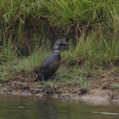 Biziura lobata (Musk Duck) at Illilanga & Baroona - 26 Jan 2021 by Illilanga