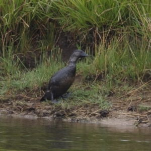 Biziura lobata at Michelago, NSW - 27 Jan 2021