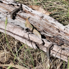 Pseudemoia entrecasteauxii (Woodland Tussock-skink) at Namadgi National Park - 9 Apr 2023 by JimL