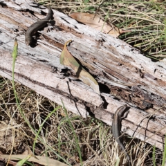 Pseudemoia entrecasteauxii (Woodland Tussock-skink) at Mount Clear, ACT - 9 Apr 2023 by JimL