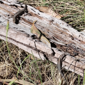 Pseudemoia entrecasteauxii at Mount Clear, ACT - 9 Apr 2023