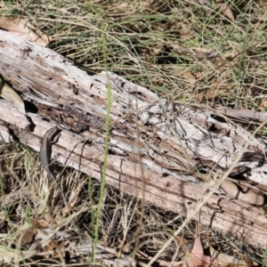 Pseudemoia entrecasteauxii at Mount Clear, ACT - 9 Apr 2023