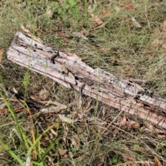 Pseudemoia entrecasteauxii at Mount Clear, ACT - 9 Apr 2023