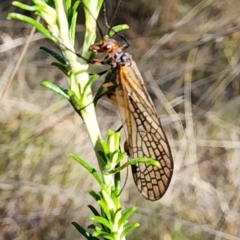 Chorista australis (Autumn scorpion fly) at Gundaroo, NSW - 10 Apr 2023 by Gunyijan