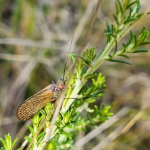 Chorista australis at Gundaroo, NSW - 10 Apr 2023