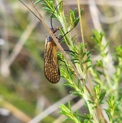 Chorista australis at Gundaroo, NSW - 10 Apr 2023