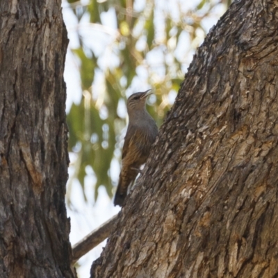 Climacteris picumnus victoriae (Brown Treecreeper) at Bredbo, NSW - 23 Jan 2021 by Illilanga