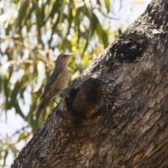 Climacteris picumnus victoriae at Bredbo, NSW - 23 Jan 2021