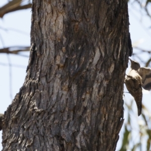 Climacteris picumnus victoriae at Bredbo, NSW - 23 Jan 2021