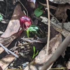 Corysanthes hispida (Bristly Helmet Orchid) at Tidbinbilla Nature Reserve - 10 Apr 2023 by Rebeccajgee