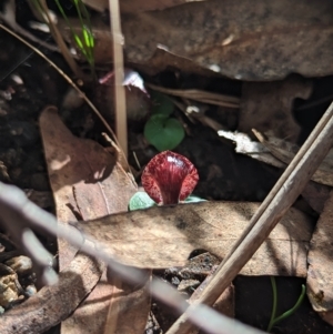 Corysanthes hispida at Paddys River, ACT - suppressed