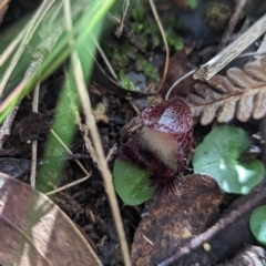 Corysanthes hispida at Paddys River, ACT - suppressed