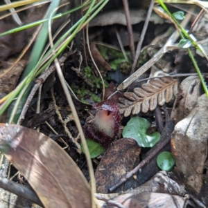 Corysanthes hispida at Paddys River, ACT - suppressed