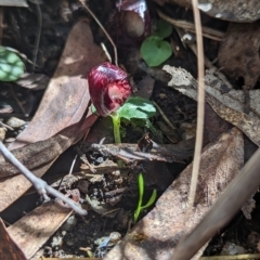 Corysanthes hispida at Paddys River, ACT - suppressed