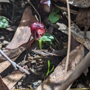 Corysanthes hispida at Paddys River, ACT - suppressed