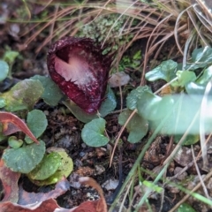 Corysanthes hispida (Bristly Helmet Orchid) at Tidbinbilla Nature Reserve - 10 Apr 2023 by Rebeccajgee