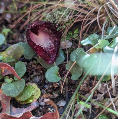 Corysanthes hispida (Bristly Helmet Orchid) at Tidbinbilla Nature Reserve - 10 Apr 2023 by Rebeccajgee