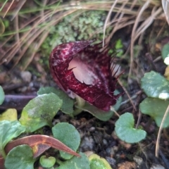 Corysanthes hispida at Paddys River, ACT - 10 Apr 2023