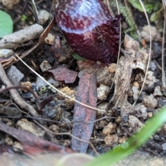 Corysanthes hispida at Paddys River, ACT - 10 Apr 2023